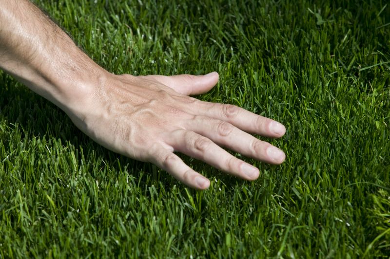 Grass Replacement in Aiken, SC