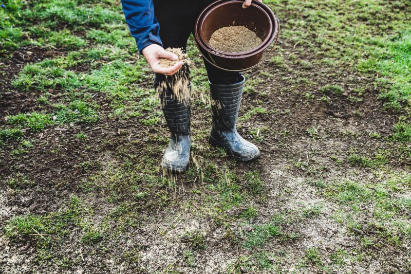 Grass Seed Installation in Honolulu, HI