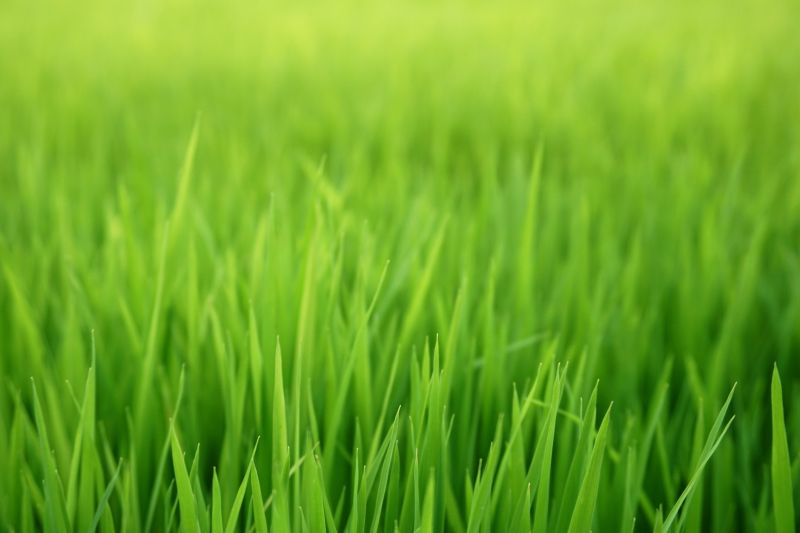 Lawn Reseeding Service in Honolulu, HI